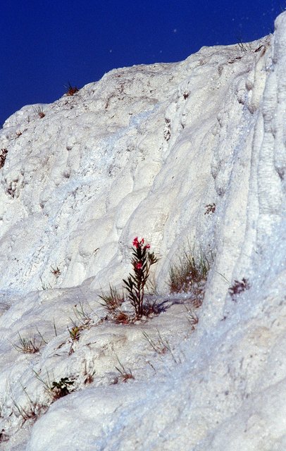 Ein Oleander im Schnee ?