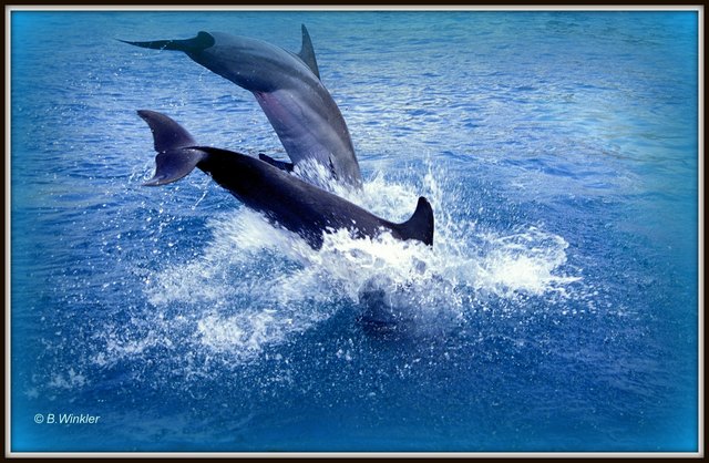 Flipper is back!