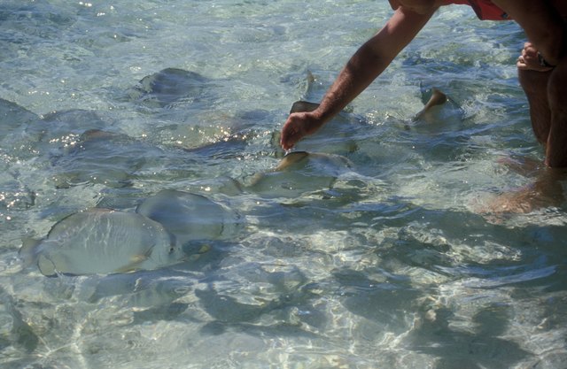 Fische zum Streicheln....