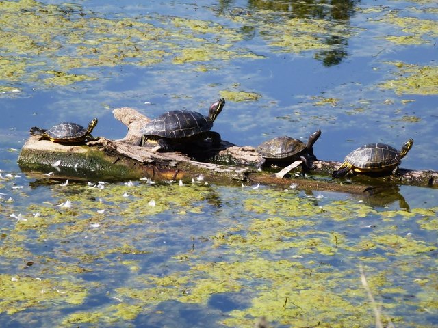 Familie Sumpfschildkröte als Sonnenanbeter