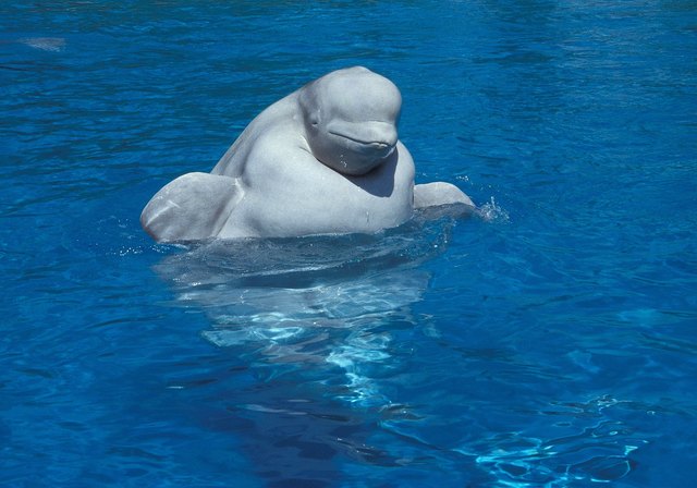Ein Beluga-Wal erfreut sich im kühlen Nass