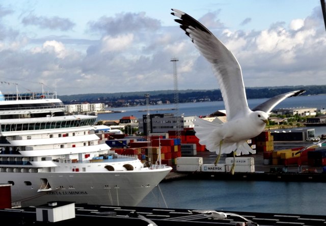 Fliegen-oft möchte ich frei sein, frei wie ein Vogel durch die Lüfte fliegen, fremde Länder sehn