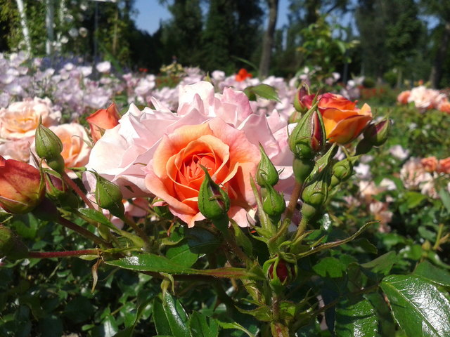 blumenmeer im donaupark