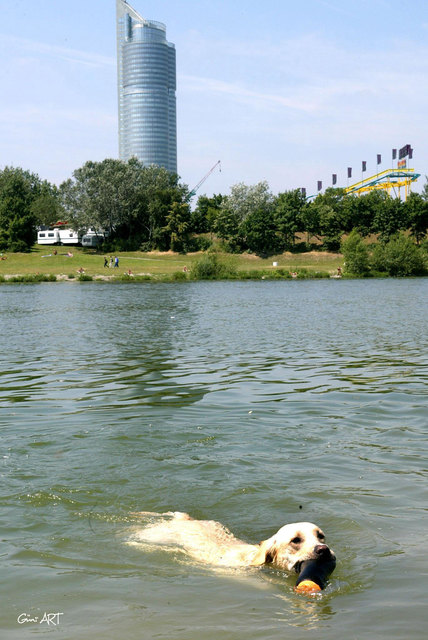 Bei der Hundehitze muss man baden gehn