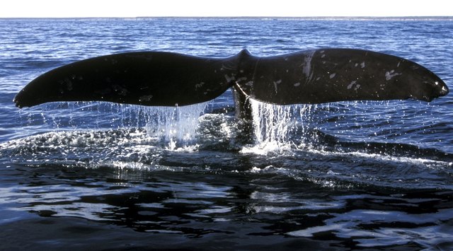 Wal-Fluke