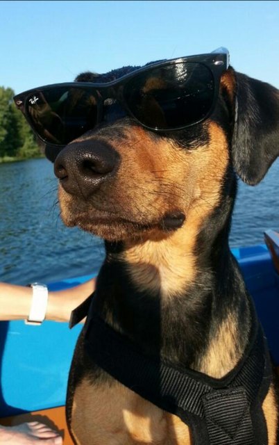 Maya genießt auch den Sommer auf der alten Donau