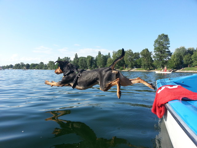 Maya springt in die Alte Donau...