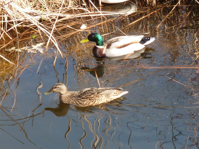 Meine alljährlichen Party-Stammgäste im Teich!