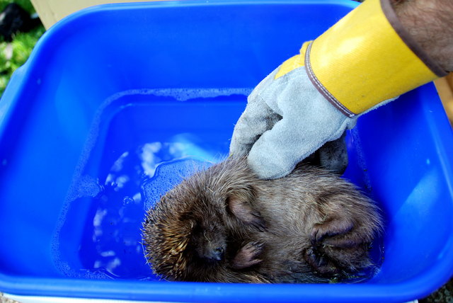 Eine Erfrischung für den Igel