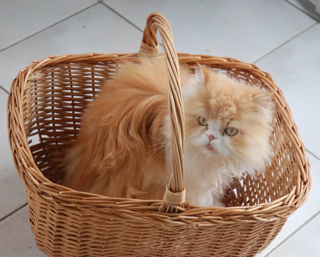 Lilly: ....... mein Frauchen nimmt mich immer mit !