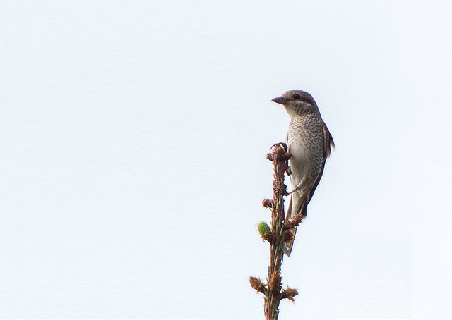 Herr und Frau Neuntöter haben sich zum Glück auch dieses Jahr wieder dazu entschlossen in unserer Umgebung zu brüten :o)