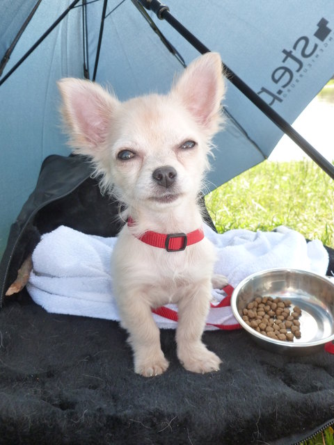 Hundedame Chili beim Chillen