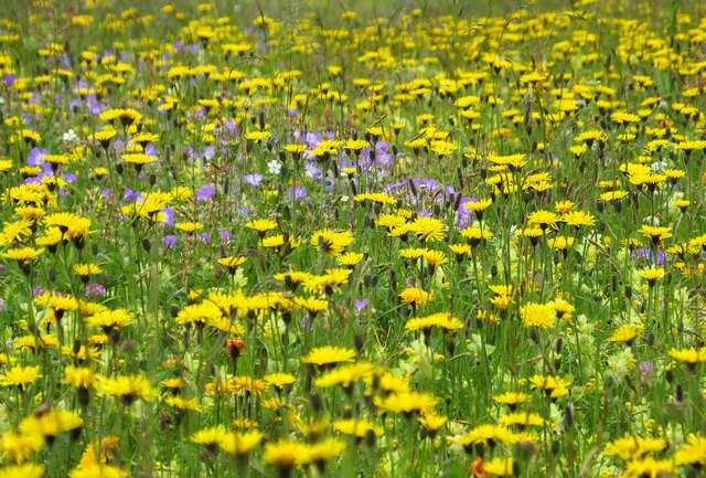 Almwiese am Trattberg
