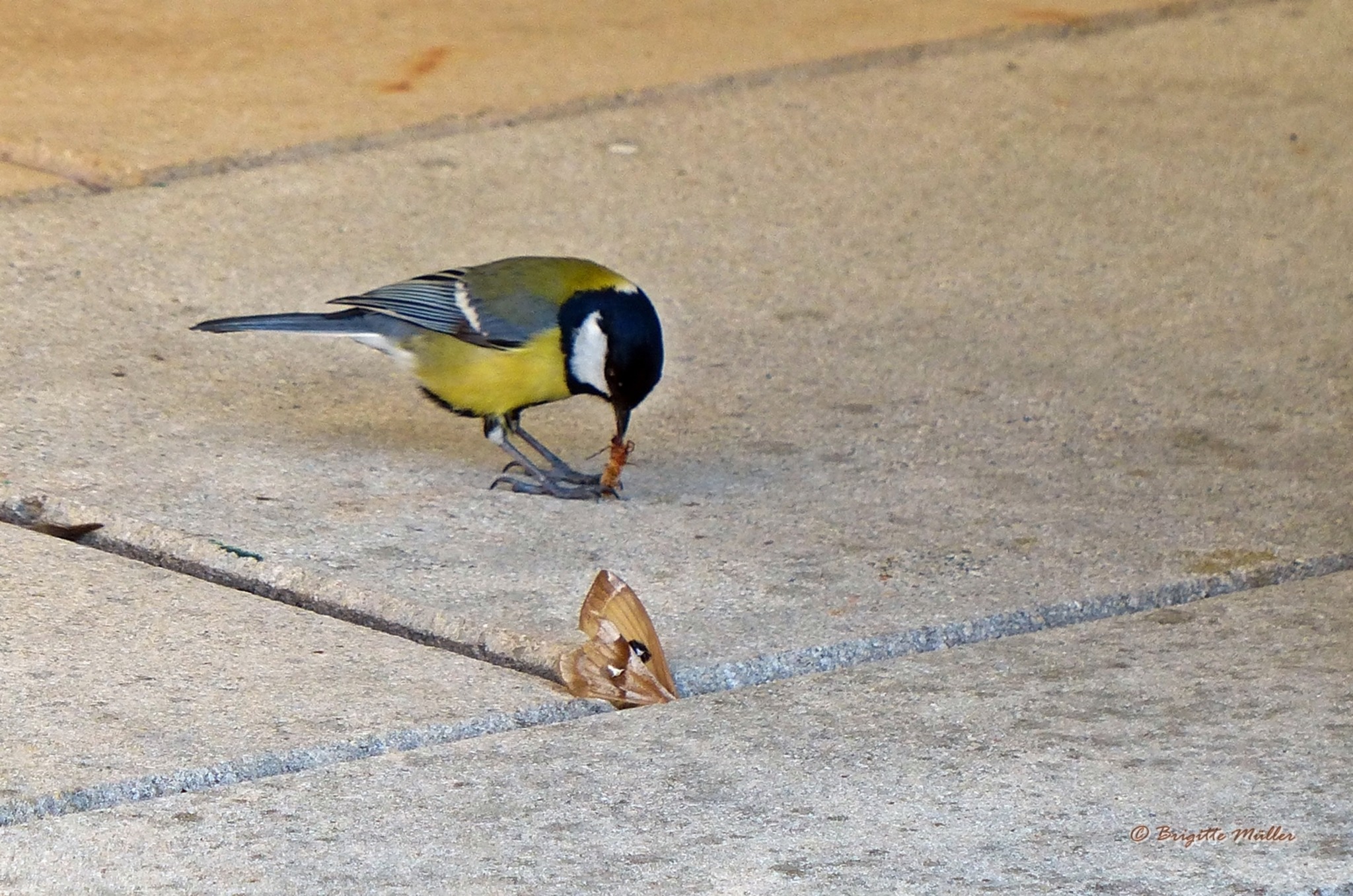 Des Einen Freud Ist Des Anderen Leid www.meinbezirk.at