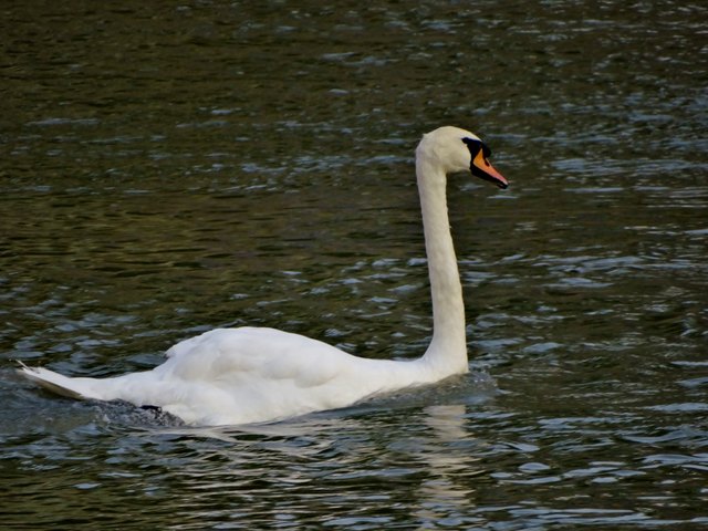 Auch ein Schwan genießt den lauen Sommerabend am (im) Donaukanal