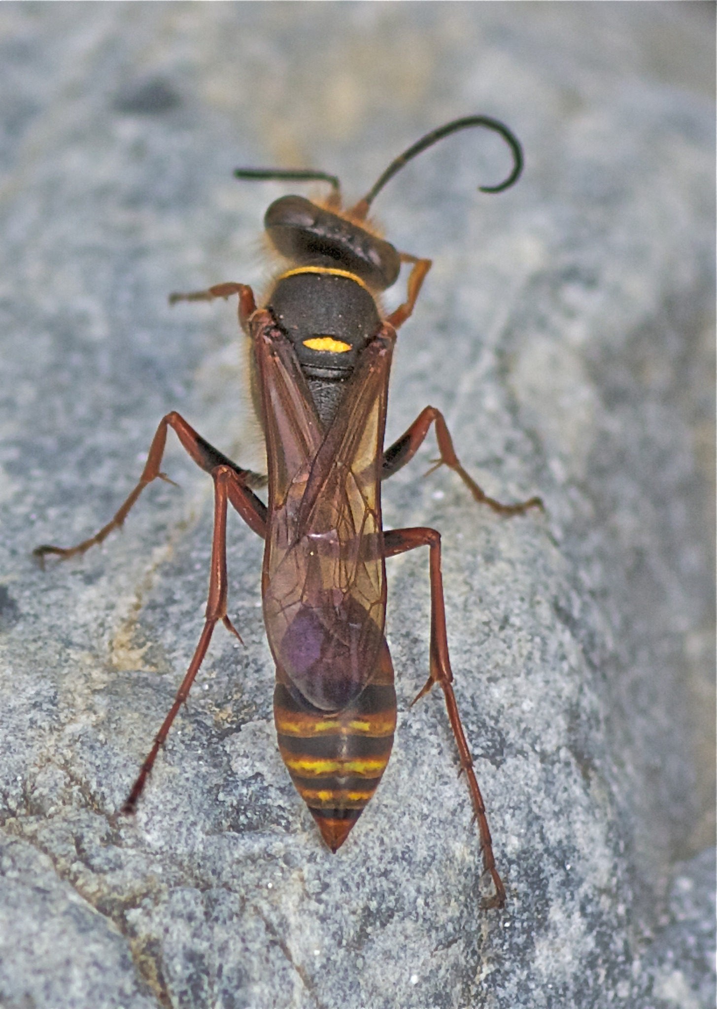 Orientalische Mortelwespe Weiz