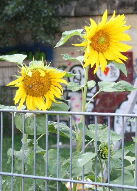 ...sogar Sonnenblumen wachsen am Donaukanal