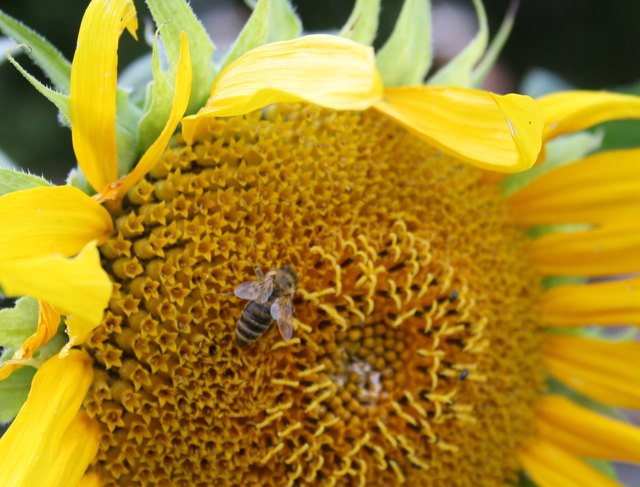 ...ein fleissiges Bienchen *g*