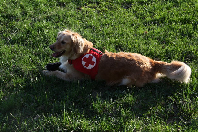 Zwei Stunden war Suchhund "Jenna" im Einsatz. | Foto: privat