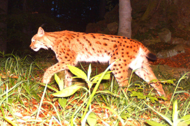 Weitwander-Luchs "Duvera" im Mai 20123 bei Krumau an der Moldau. Im Oktober 2012 wurde er noch in der Wachau gesichtet. | Foto: Foto: Translynx
