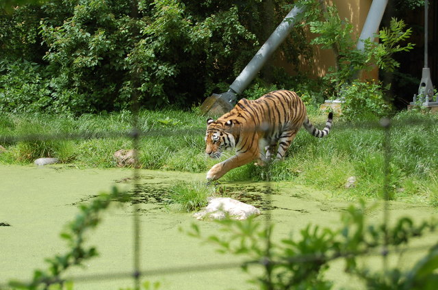 Abkühlung im Tiergarten Schönbrunn