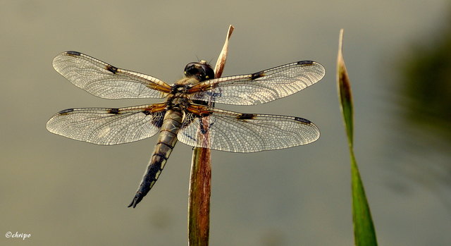 Libelle am Seerosenteich
