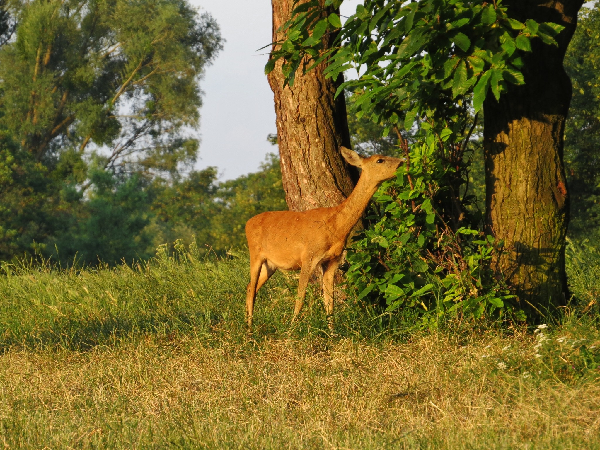 zeitig am Morgen auf den Steinhofgründen - Neubau