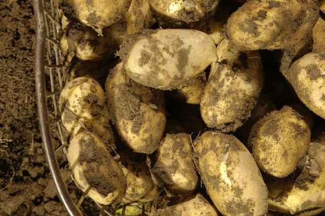Jetzt sind sie zart und geschmackvoll zugleich: Frühkartoffeln. | Foto: Foto: Rita Newman