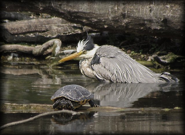 Baden in der Sonne und im Wasser ... Schildkröte und Graureiher im Wasserpark in Floridsdorf