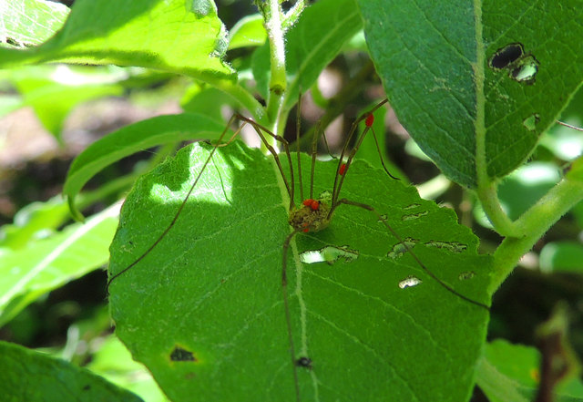 Weberknecht von Milben befallen
