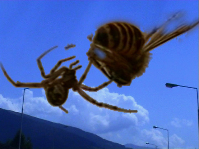 Judith Lava, über spinnen und andere dinge, 2005, Video (Still), Foto: MMKK