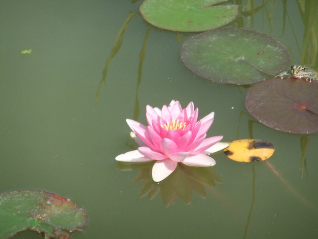 seerose