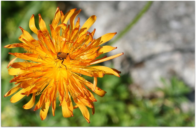 Blume mit Käfer ...