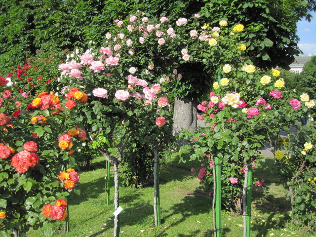 Die Rosen blühen