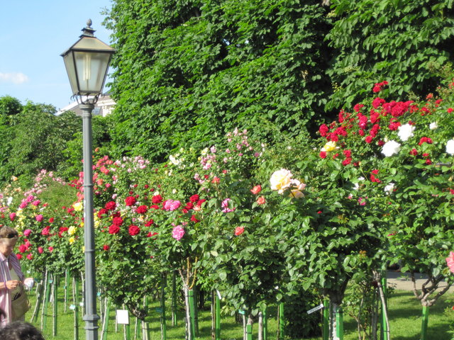 Rosenblühte im Volksgarten