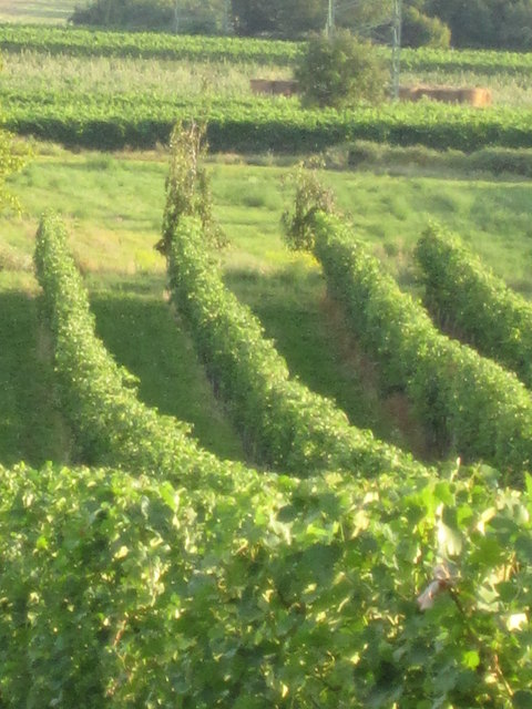 Es wird ein Wein sein...