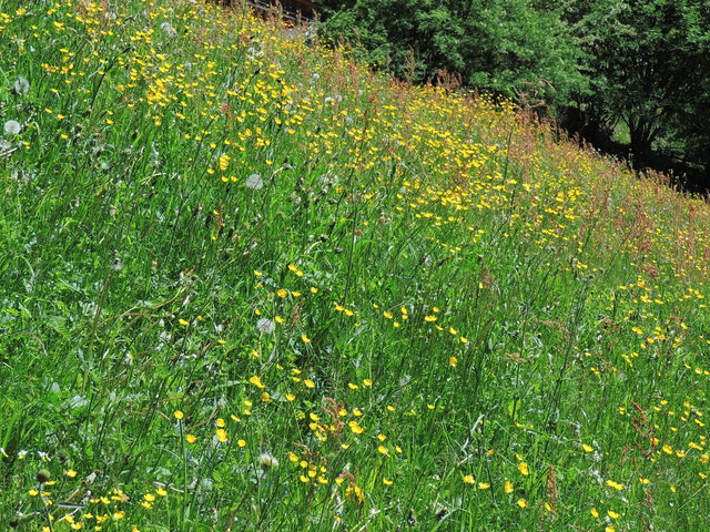 Blühende Wiese bei Tamsweg, Murpromenade