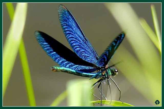 Libelle an der Großen Mühl.