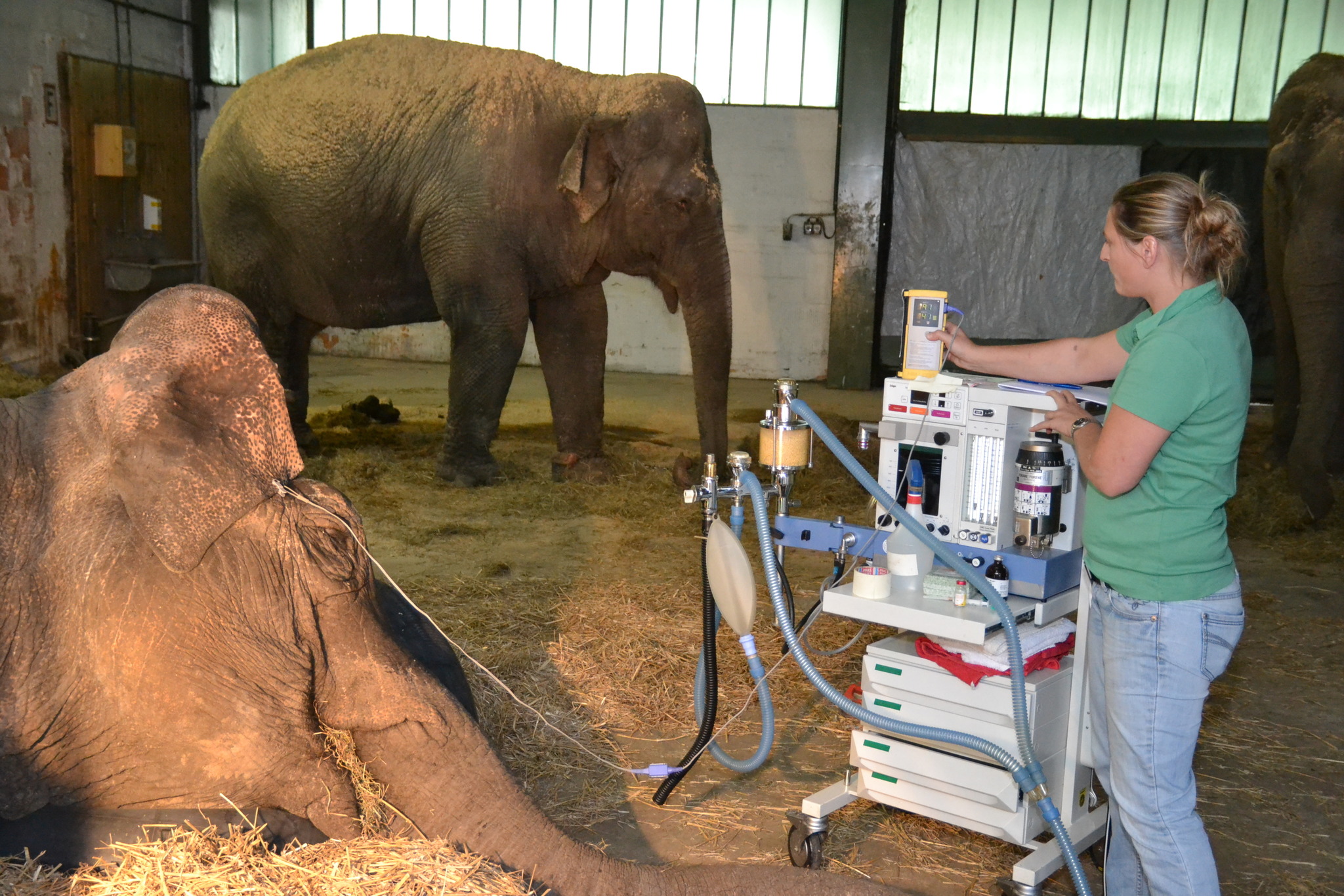 Ein Elefant zu Gast beim Doktor Deutschlandsberg