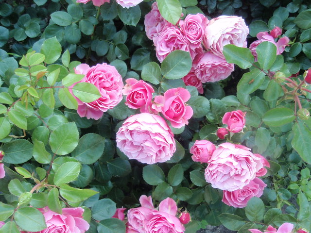 Rose - ihr ätherisches Öl ist sehr begehrt und begleitet uns ein Leben lang