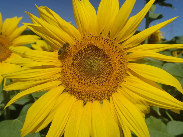 Sommer pur