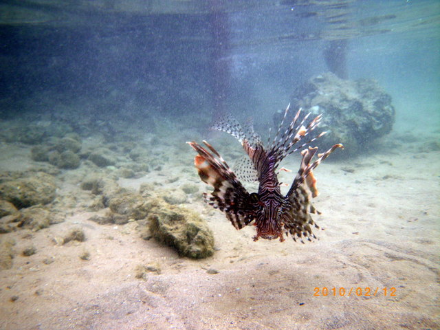 Feuerfisch