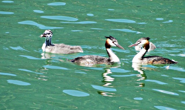 Ups, ist der groß, da stellt es mir die Rückenfedern auf