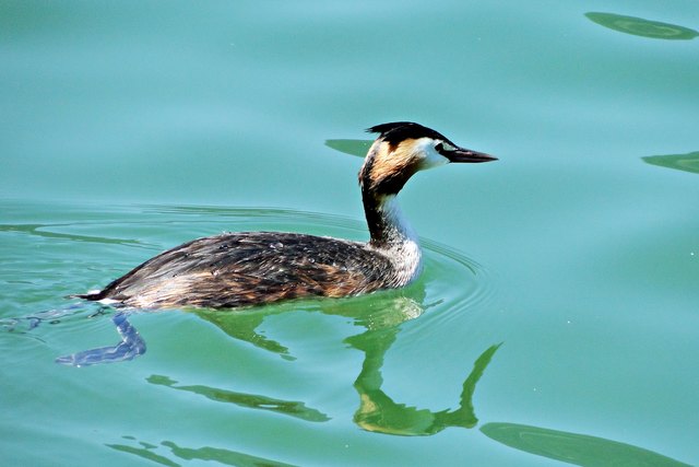 Warte ich komm gleich wieder mit einem Fischlein.
