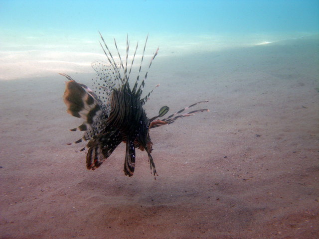 Feuerfisch