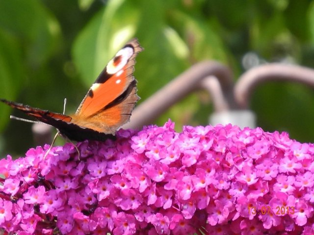 Sommerflieder mit Gast