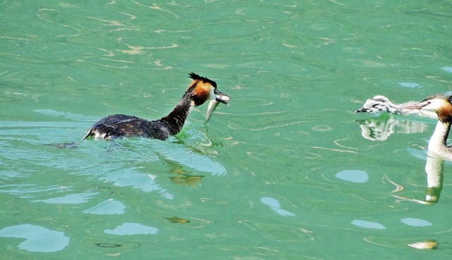 So kleine komm und nimm den Mund nun voll