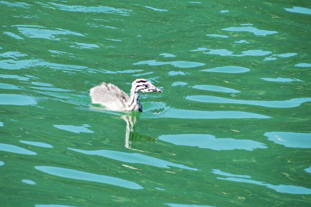 nein ich mag zum Papa