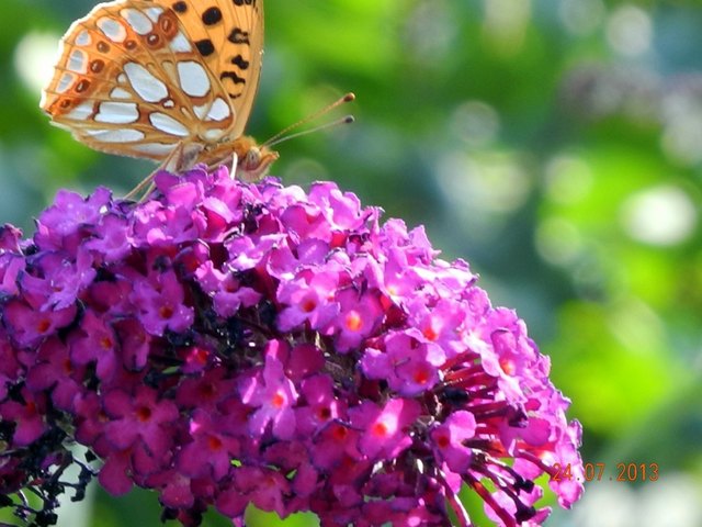 Sommerflieder und ein flinker Schmetterling
