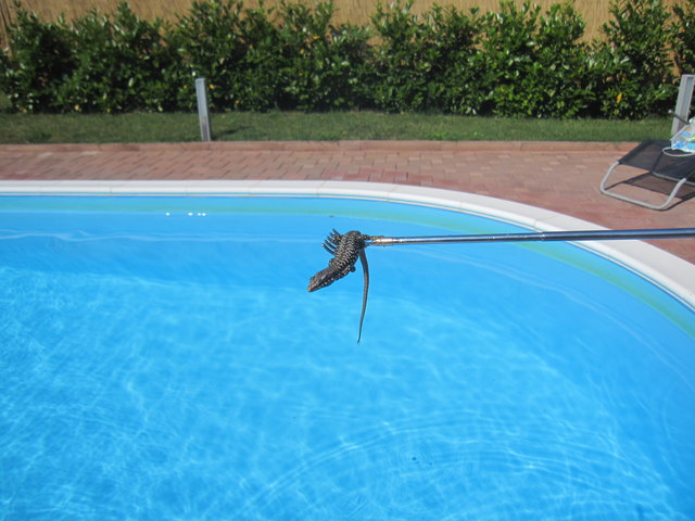 Echse im Pool